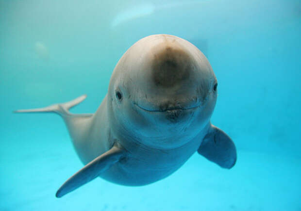 улыбающийся дельфин