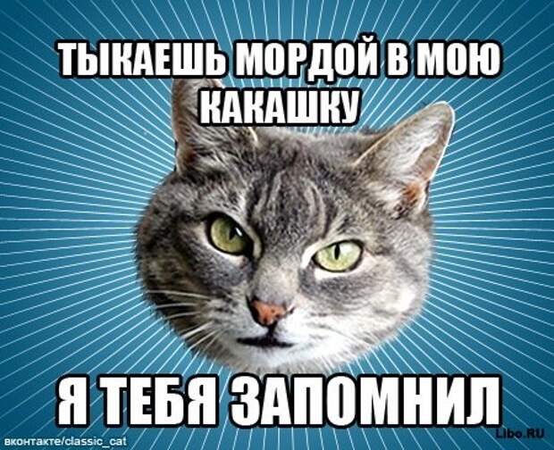 Мем: Типичный Кот