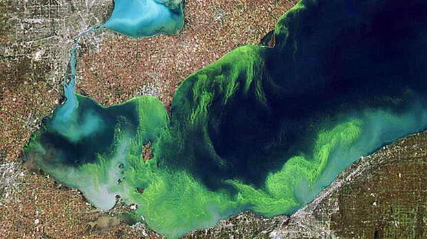 wdr-620-blue-green-algae