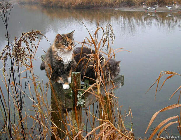 Сельские коты на рыбалке