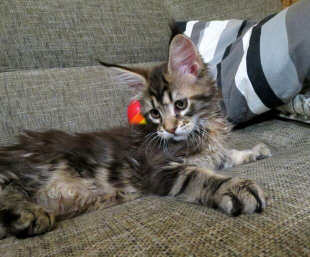 1. Багира Как растут котята, Мейн Куны, коты, котята Мейн Кунов, своими руками