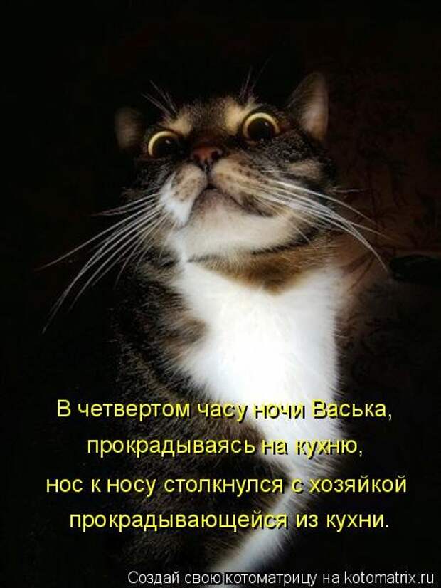 Новая котоматрица (30 фото)