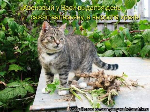 Свежая котоматрица (33 фото)
