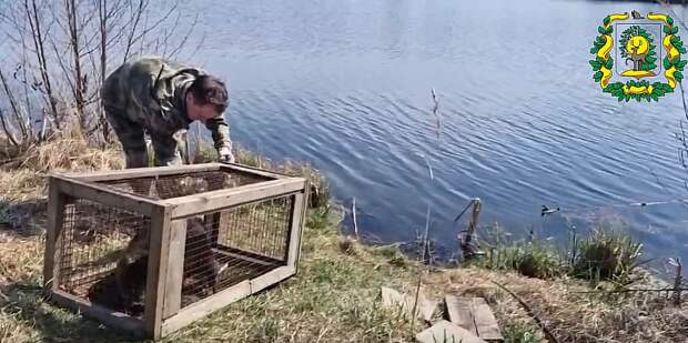 Любопытный бобер забрался в огород к нижегородцам