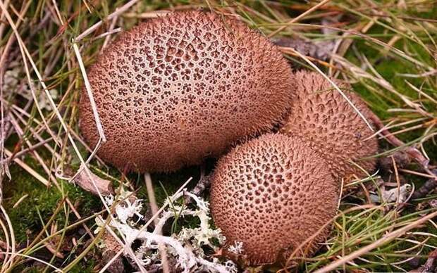 13. Дождевик коричневый / Lycoperdon umbrinum грибы, факты, это интересно