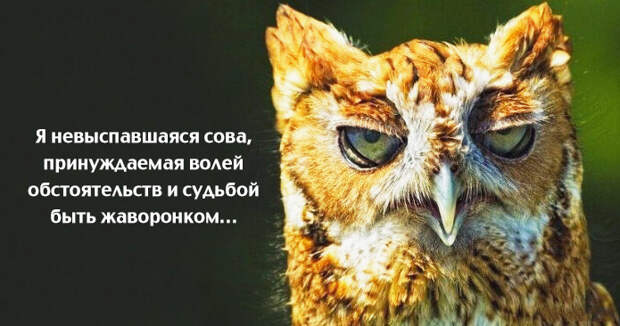 Весёлые картинки