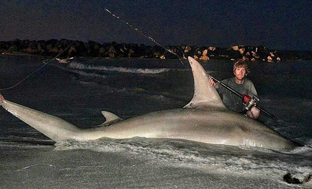 Рыбак заснул во время рыбалки, а проснувшись понял, что рядом с ним у берега плещется пойманная 4-метровая акула