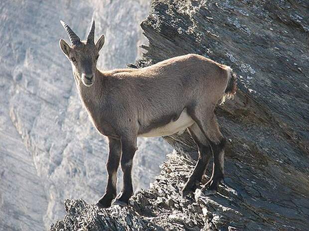 ibex-002