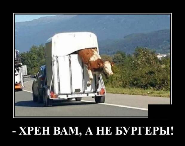 Демотиватор про корову