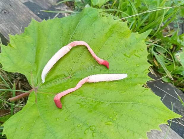 Тульский грибник нашел необычные краснокнижные грибы - Обсуждение ...