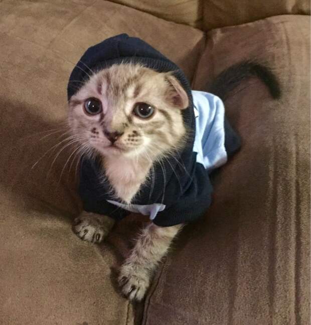 Смешные и забавные кошки