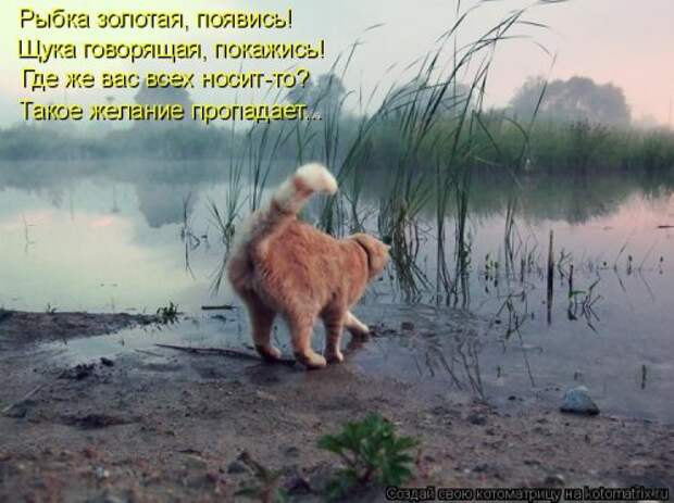 Новая котоматрица на Бугаге (28 фото)