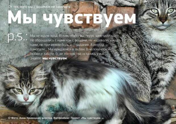 Мы чувствуем, душераздирающий проект о бездомных животных