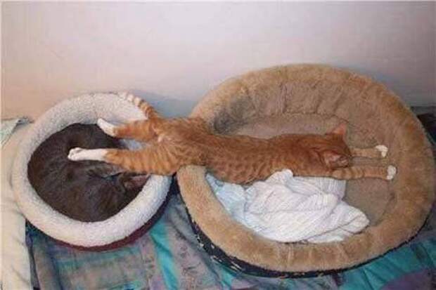Как спят коты коты, спят