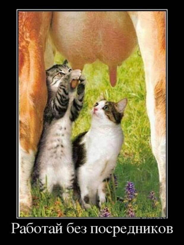 Лучшие демотиваторы пятницы