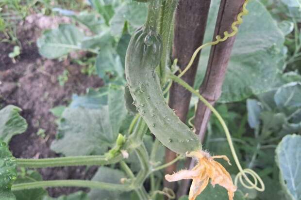 Какие огурцы посадить: 10 урожайных и неприхотливых сортов