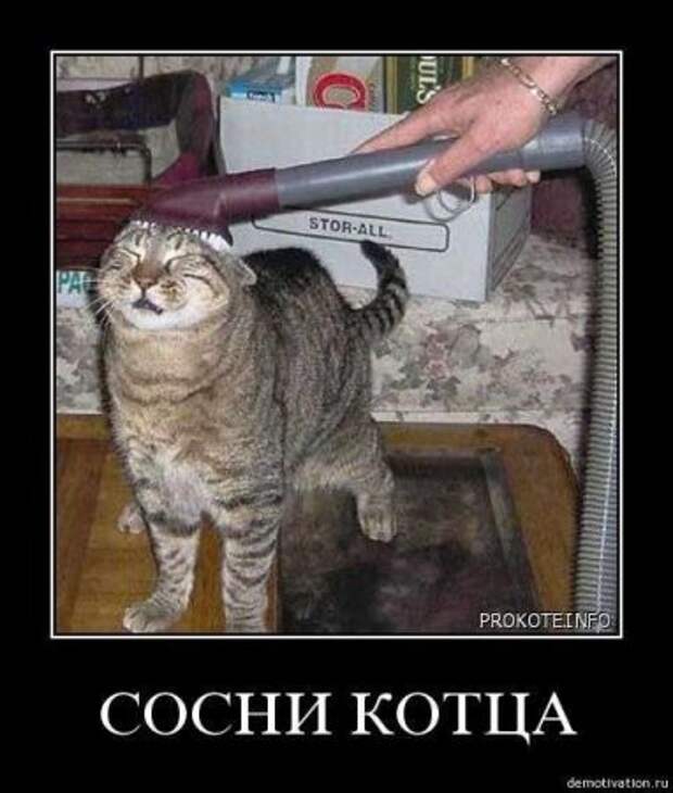 Демотиваторы, классные приколы в картинках на сегодня.