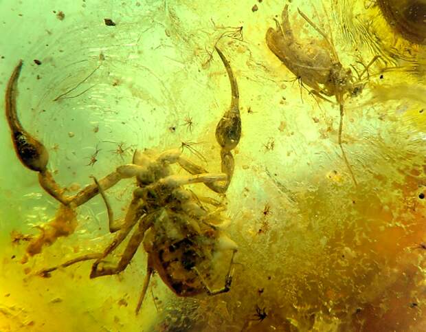 Доисторические насекомые в янтаре Доисторические насекомые в янтаре