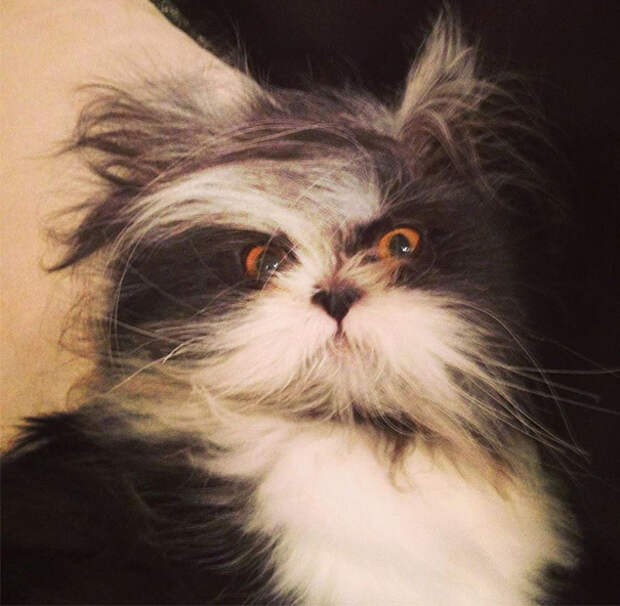 кот со страшным взглядом 