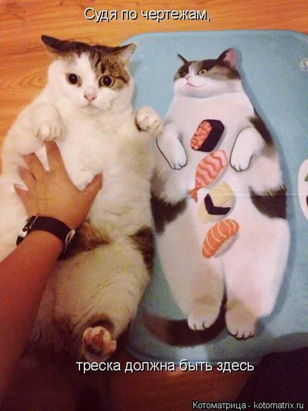 Лучшие котоматрицы недели