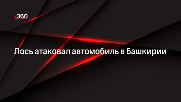 Лось атаковал автомобиль в Башкирии