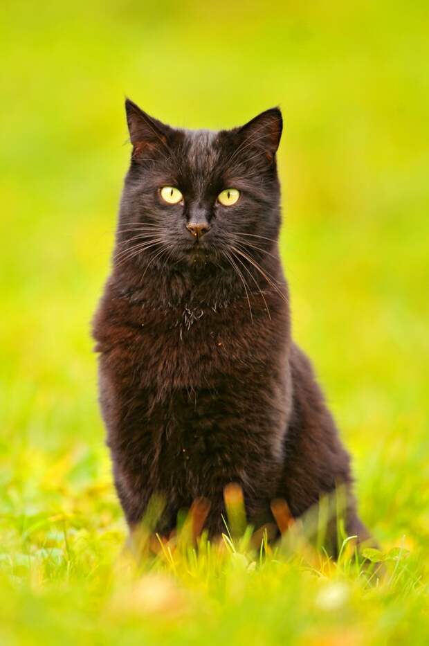 В Японии встреча с чёрной кошкой сулит удачу. (Tambako The Jaguar)