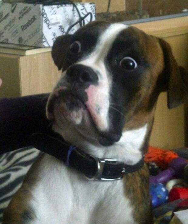 Funny-animals-with-muzzles-Agape-13