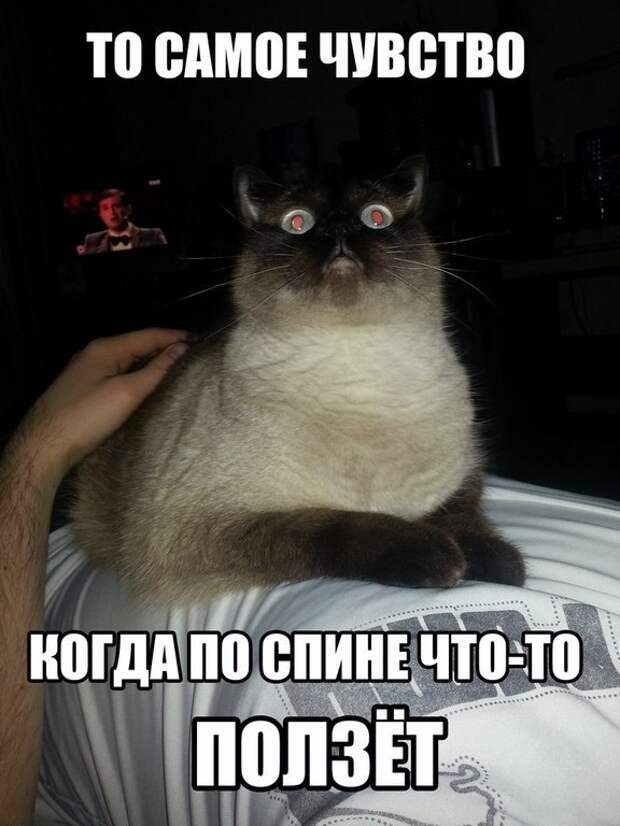Смешные картинки с подписями  картинки, прикол, юмор