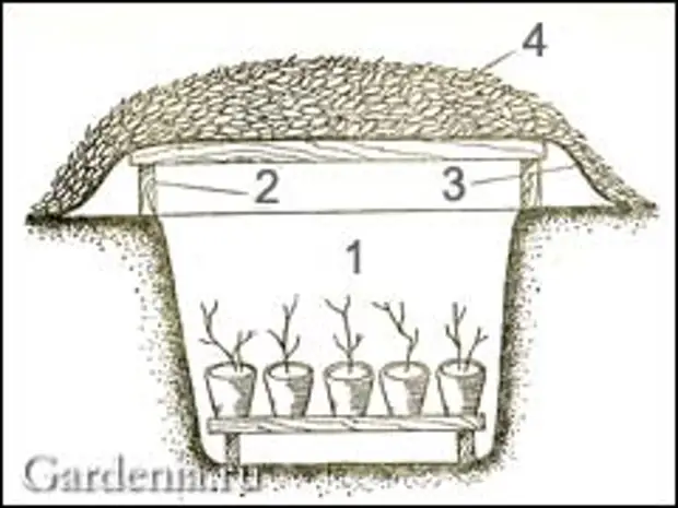 Какая температура в погребе. Хранение растений в погребе. Хранение растений в прикопе. Хранение растений зимой в прикопе. Хранение роз зимой в погребе в горшках.