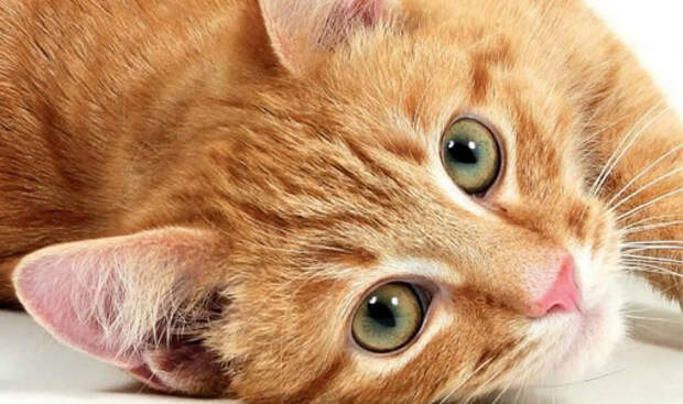 http://zakupki-de.ru/uploads/img/catfood-1.jpg