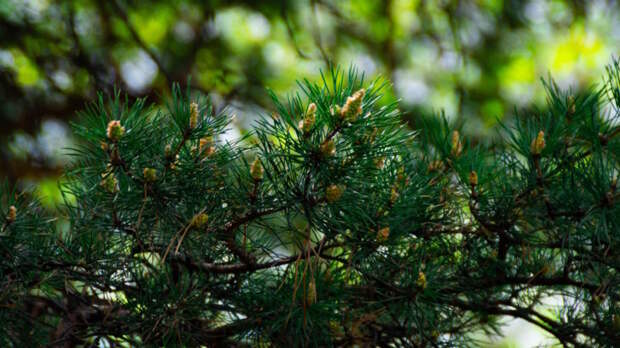 Российские ученые создали сорбент из сибирской ели, эффективно очищающий воду от тяжелых металлов