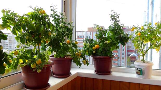 Отзывы о сортах помидоров которые можно вырастить на балконе