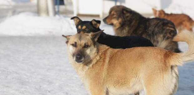 «Для подрыва танков»: депутат предложил отправлять бездомных собак на Украину