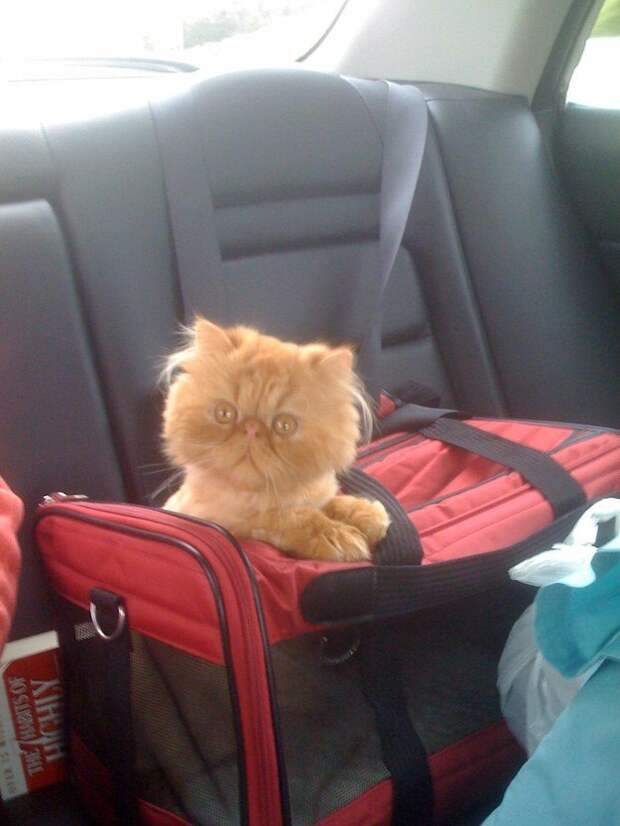 рыжий персидский кот