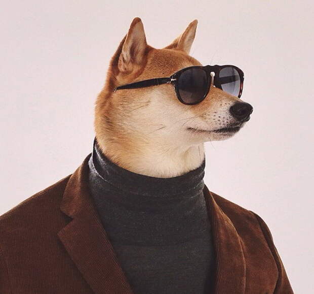 Собаки-модники учат быть стильными