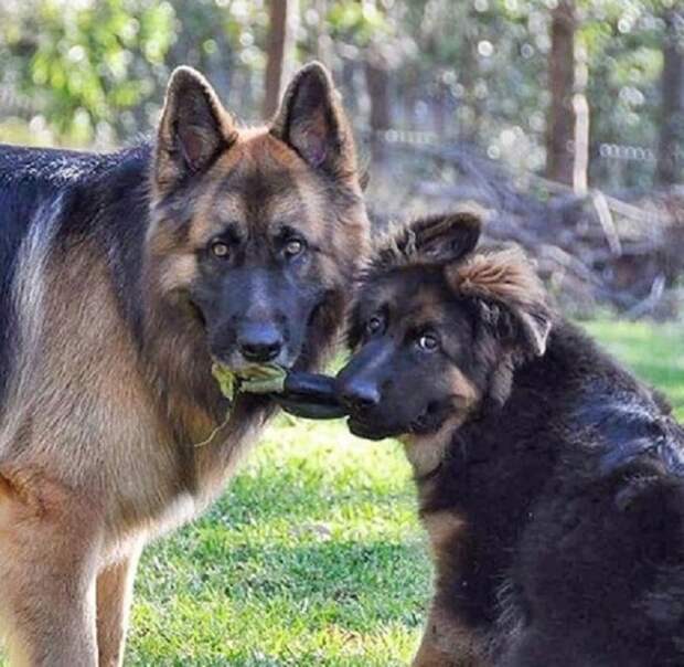 Пес и щенок