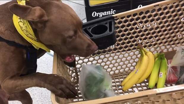 Собака помогает своей хозяйке-инвалиду ходить по магазинам