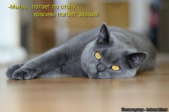 Лучшие котоматрицы недели