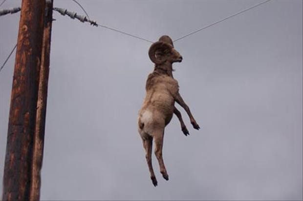 Парад абсурда