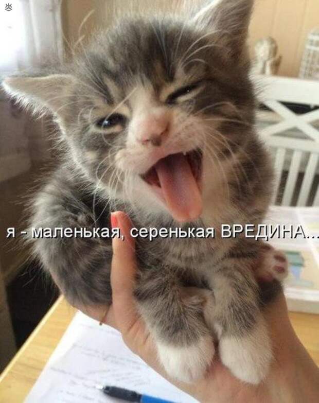 Забавные и жизнерадостные звери 9