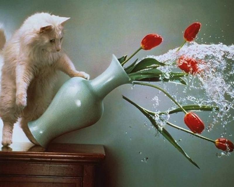 kotofoto09 Котофото, сделанные в нужный момент