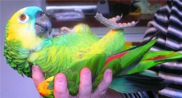 Разговаривающий попугай чуть не довел свекровь до инфаркта 