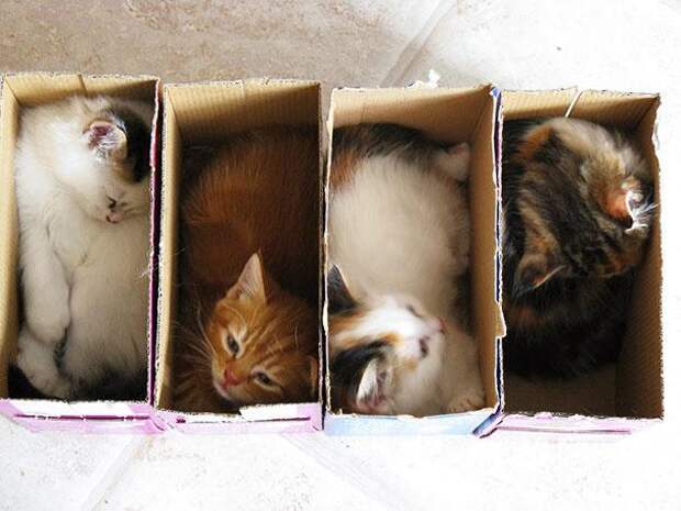 кошки в коробках 7