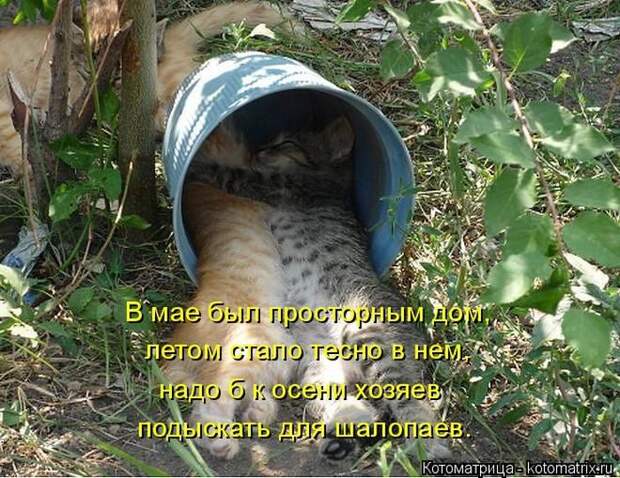 Лучшие котоматрицы недели