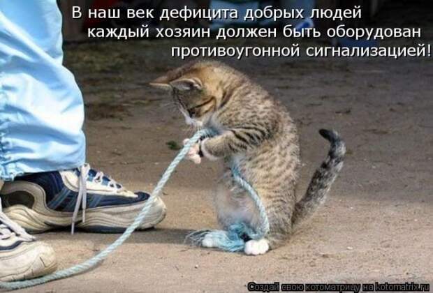 Новые котоматрицы за неделю