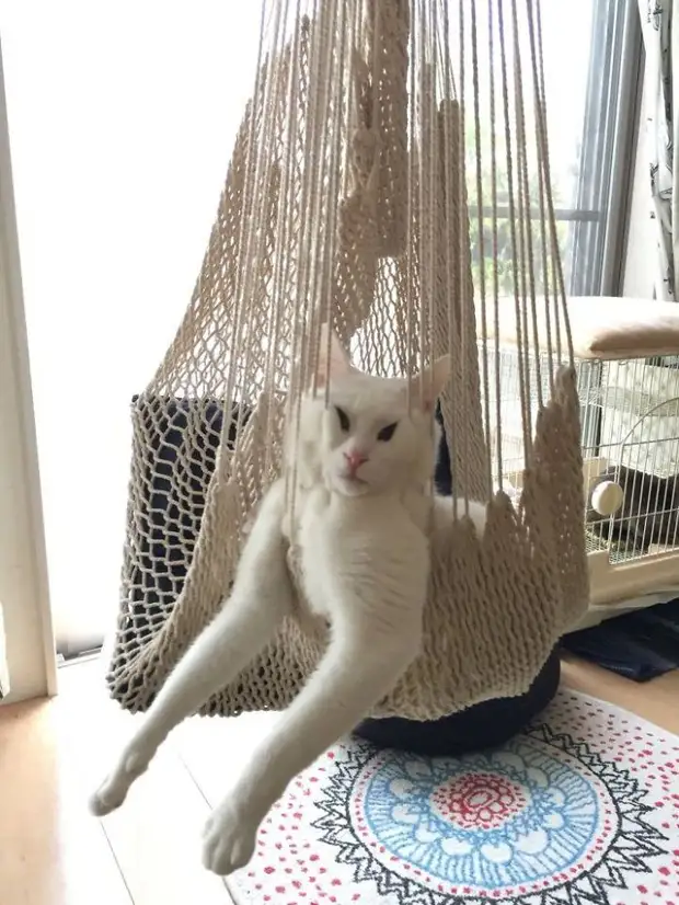 funny-derp-cats-pics-5f883781f2cd7 700