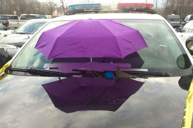 police-bird-umbrella-dove-nest-car-hood-parma-3