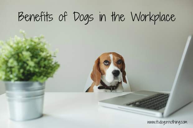 Benefits of Dog in the Workplace