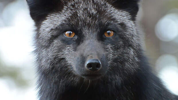 Black Silver Fox