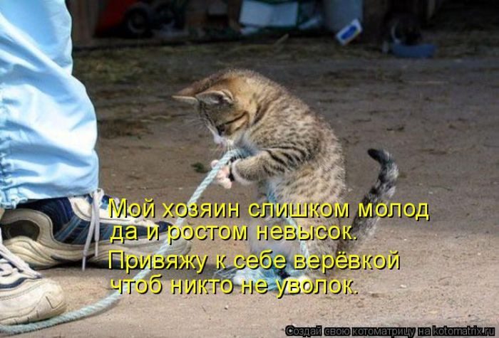 Лучшие котоматрицы недели
